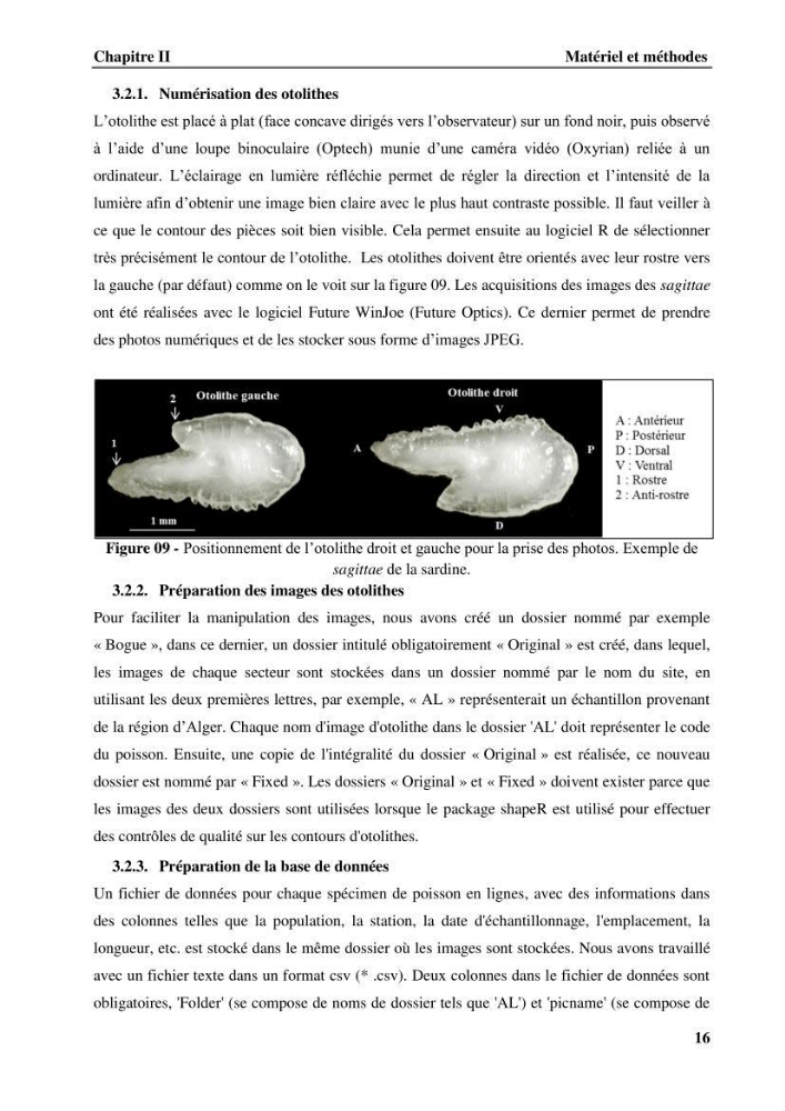 Discrimination des populations de trois espèces de petits pélagiques des côtes algériennes : Engraulis encrasicolus (Linnaeus, 1758), Sardina pilchardus (Walbaum, 1792) et Boops boops (Linnaeus, 1758) par analyse de forme des otolithes.: