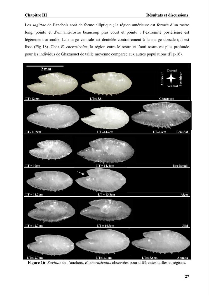 Discrimination des populations de trois espèces de petits pélagiques des côtes algériennes : Engraulis encrasicolus (Linnaeus, 1758), Sardina pilchardus (Walbaum, 1792) et Boops boops (Linnaeus, 1758) par analyse de forme des otolithes.:
