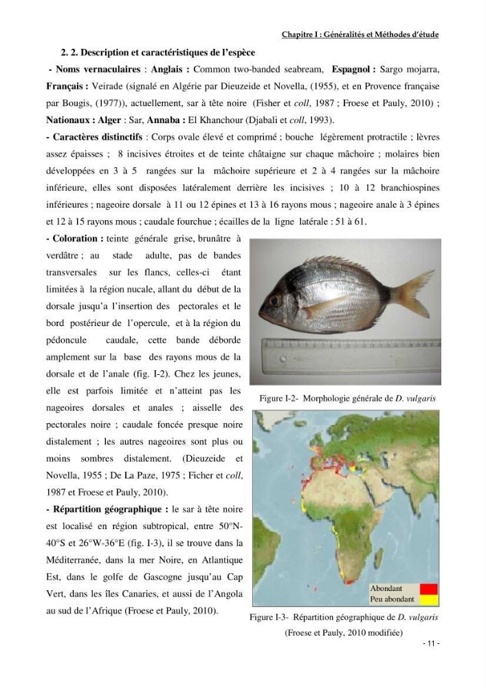 Utilisation du sar à tête noire (diplodus vulgaris, Geoffroy St Hilaire, 1817) comme modèle bio-indicateur dans la région d\'alger: comportement, gestion et surveillance