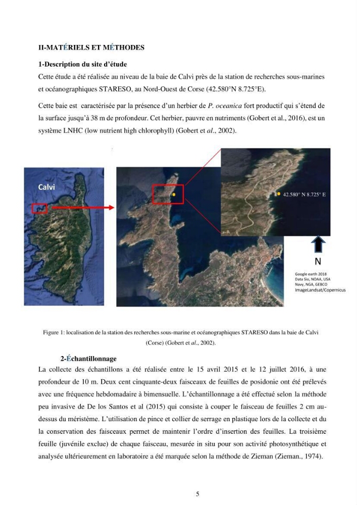 Etude écophysiologique de Posidonia oceanica (L.) Delile: mise en relation entre les contenus élémentaires en carbone et en azote et leurs rapports isotopiques, la photosynthèse et la biométrie
