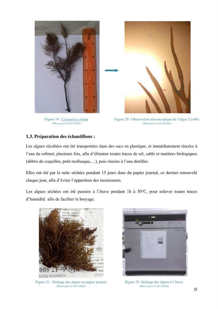 Extraction et purification des alginates à partir d\'une source marine \' algues brunes\' aux possibilités industrielles