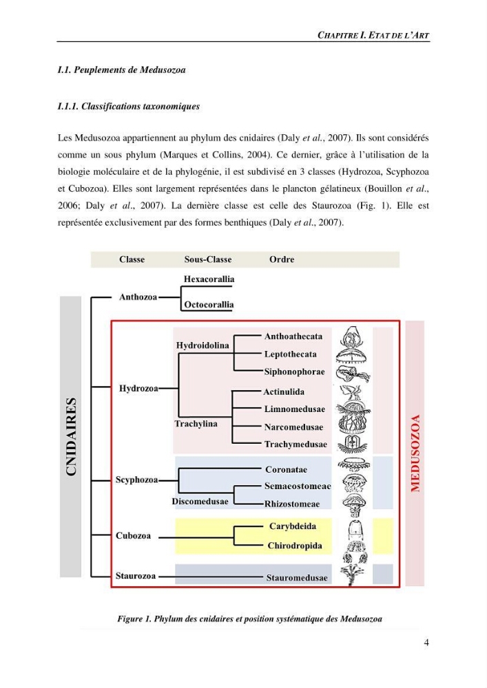 Peuplements de medusozoa des cots algeriennes : biodiversite,distribution quantitative et intractions au reseau trophique pelaique