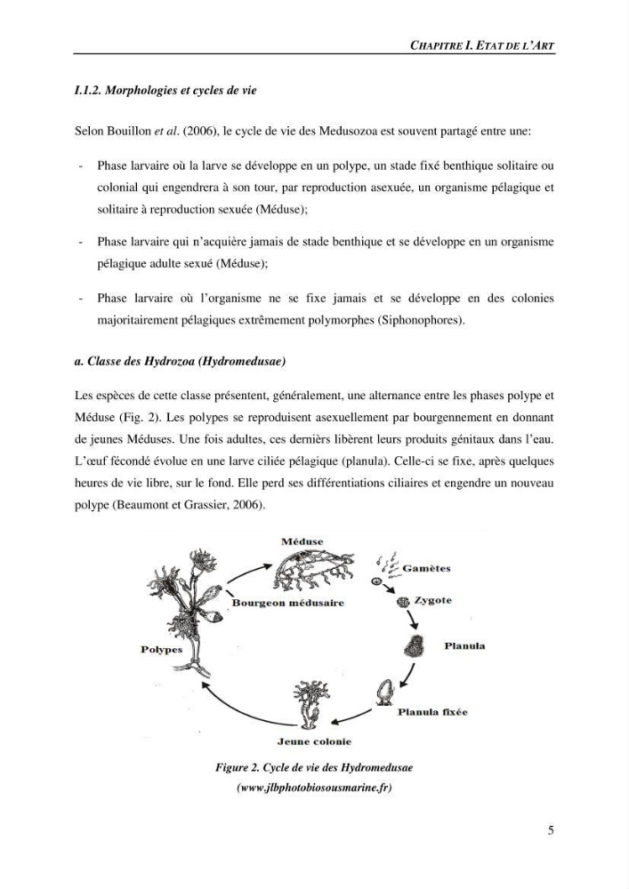Peuplements de medusozoa des cots algeriennes : biodiversite,distribution quantitative et intractions au reseau trophique pelaique