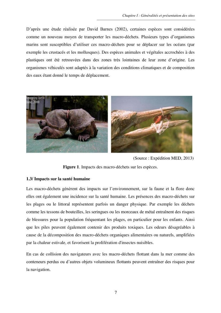 Structure et impacts des macro-déchets au niveau de la zone côtière Algérienjne