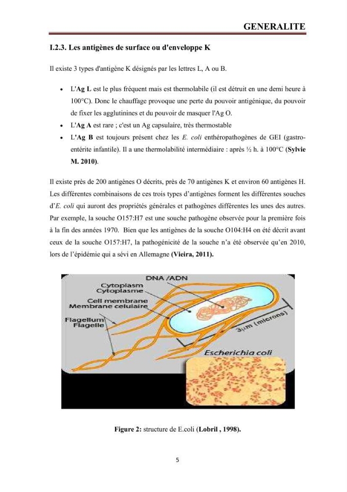 Phylogènie des souches d\'E. coli résistantes aux fluoroquinolones isolées au niveau de la station d\'épuration de Boumerdes