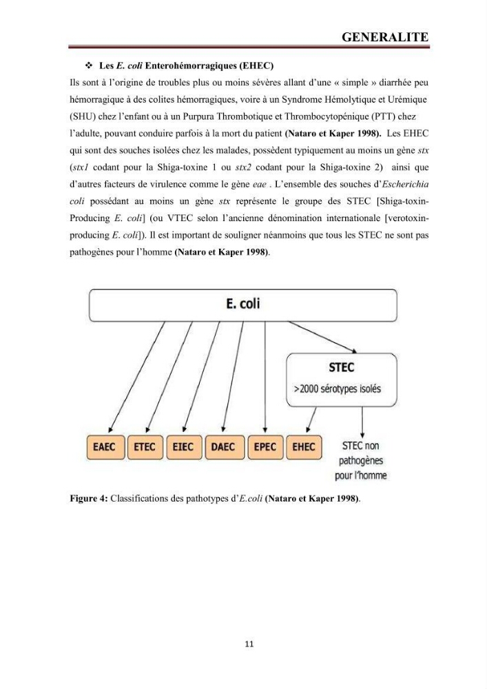 Phylogènie des souches d\'E. coli résistantes aux fluoroquinolones isolées au niveau de la station d\'épuration de Boumerdes