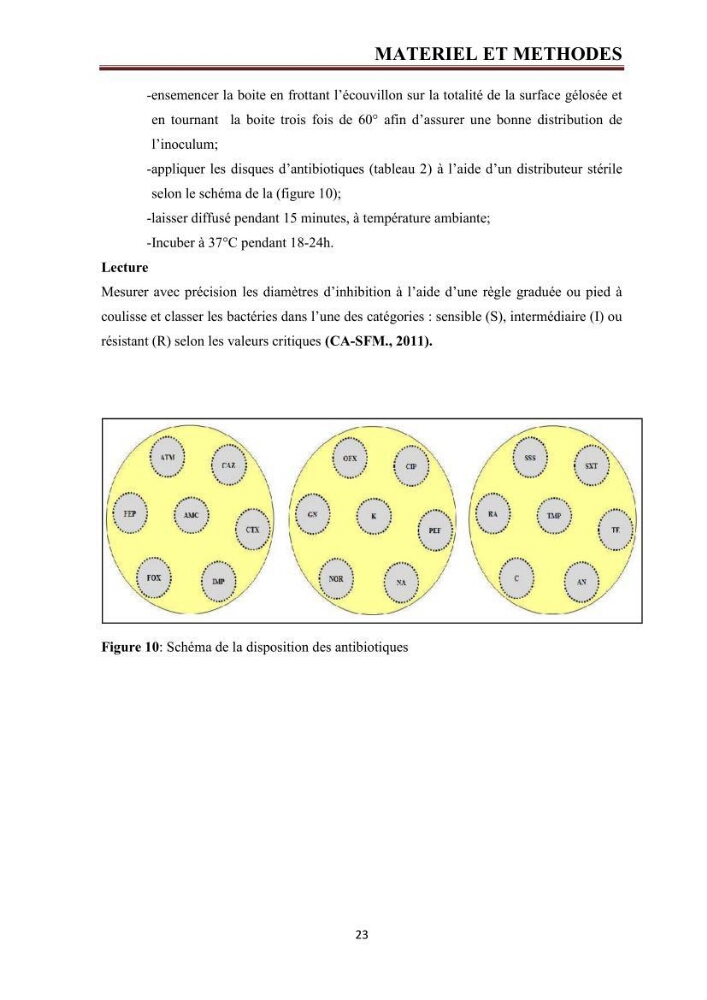 Phylogènie des souches d\'E. coli résistantes aux fluoroquinolones isolées au niveau de la station d\'épuration de Boumerdes
