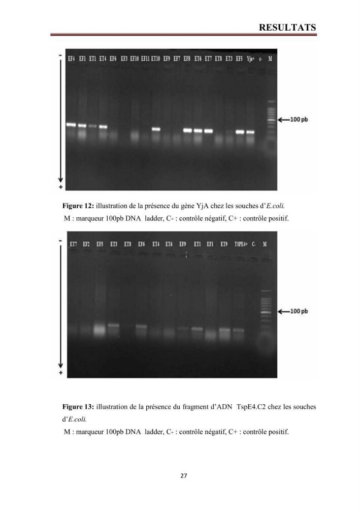 Phylogènie des souches d\'E. coli résistantes aux fluoroquinolones isolées au niveau de la station d\'épuration de Boumerdes