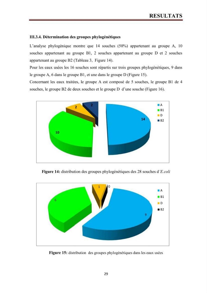 Phylogènie des souches d\'E. coli résistantes aux fluoroquinolones isolées au niveau de la station d\'épuration de Boumerdes