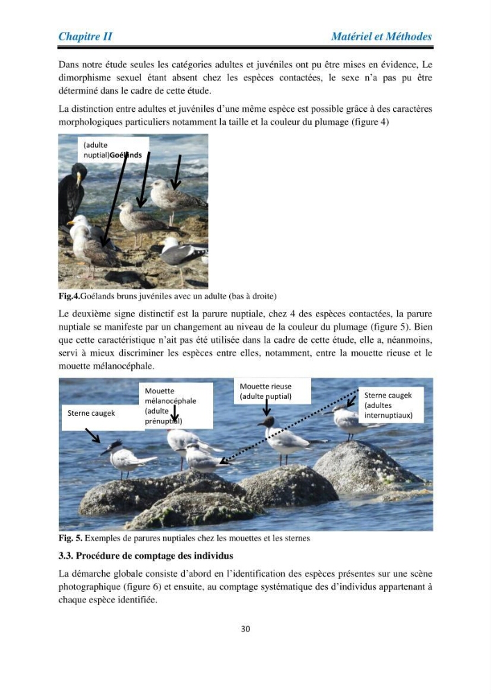 Proposition d’une méthode d’inventaire des oiseaux marins :application au littoral de la wilaya de Tipaza