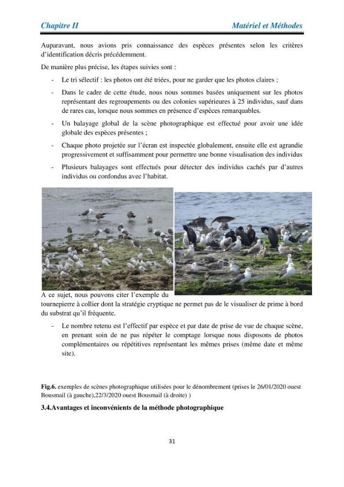 Proposition d’une méthode d’inventaire des oiseaux marins :application au littoral de la wilaya de Tipaza