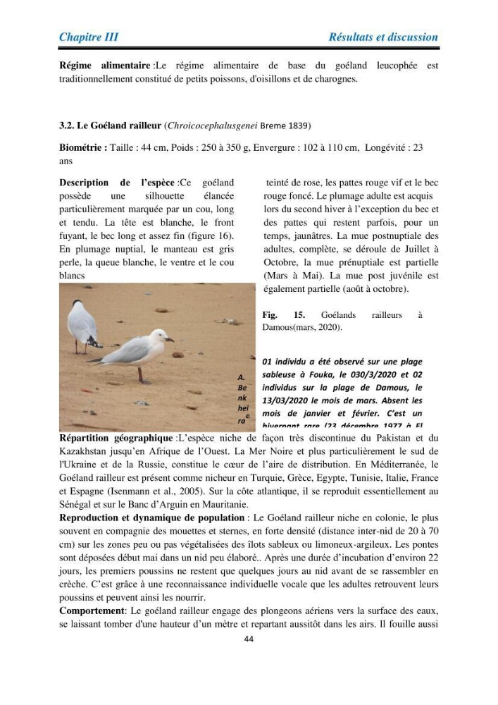 Proposition d’une méthode d’inventaire des oiseaux marins :application au littoral de la wilaya de Tipaza
