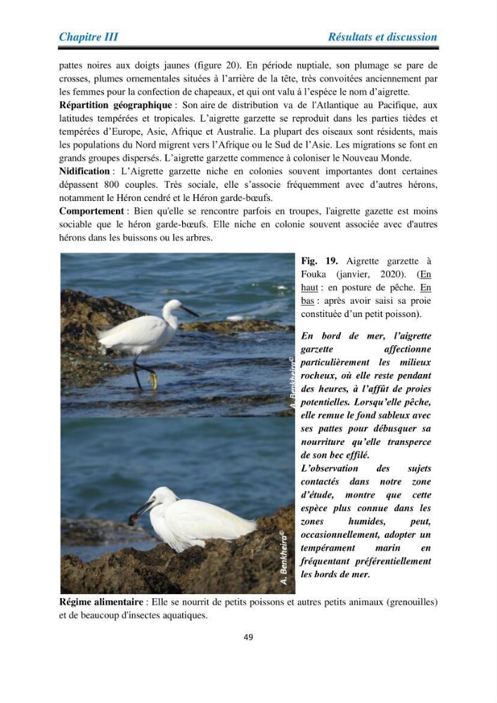 Proposition d’une méthode d’inventaire des oiseaux marins :application au littoral de la wilaya de Tipaza