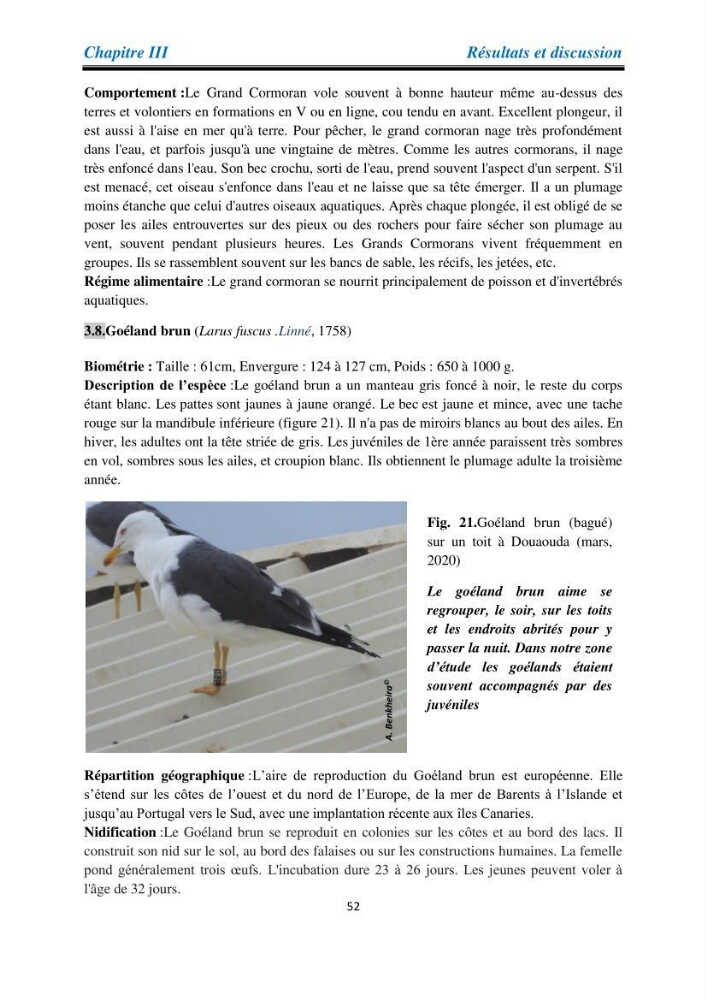 Proposition d’une méthode d’inventaire des oiseaux marins :application au littoral de la wilaya de Tipaza