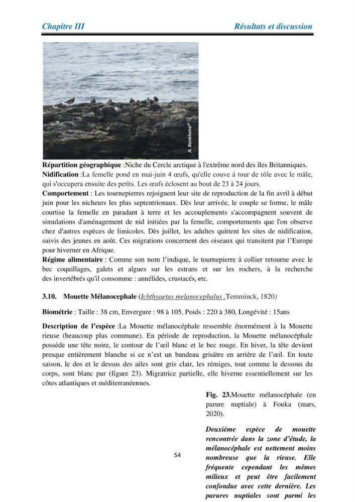 Proposition d’une méthode d’inventaire des oiseaux marins :application au littoral de la wilaya de Tipaza