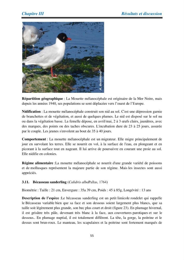 Proposition d’une méthode d’inventaire des oiseaux marins :application au littoral de la wilaya de Tipaza