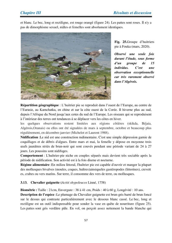Proposition d’une méthode d’inventaire des oiseaux marins :application au littoral de la wilaya de Tipaza