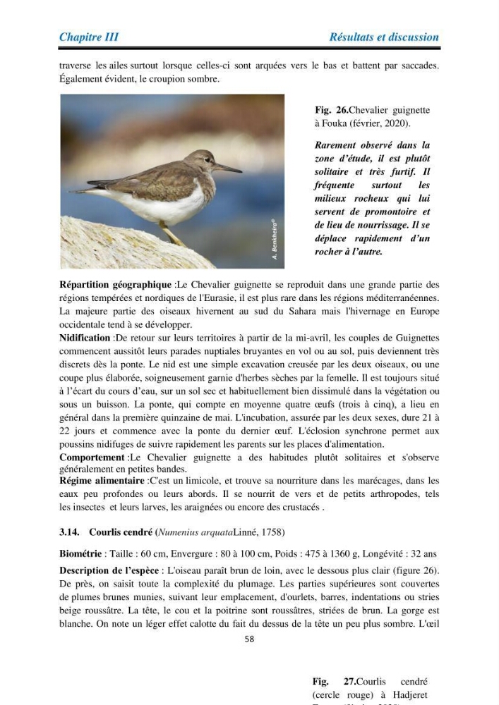 Proposition d’une méthode d’inventaire des oiseaux marins :application au littoral de la wilaya de Tipaza