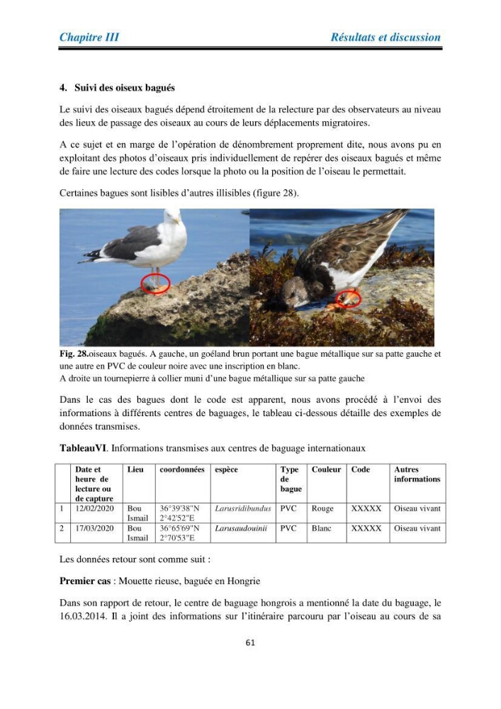 Proposition d’une méthode d’inventaire des oiseaux marins :application au littoral de la wilaya de Tipaza