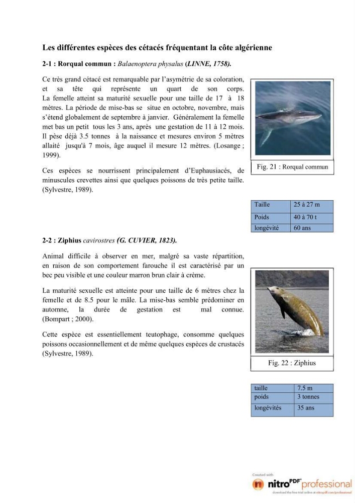 Impact de la déprédation des dauphins et interaction pêcherie-cétacés au niveau du port d\'Alger