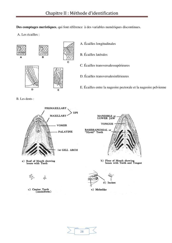 Recherche bibliographique sur les techniques de génétique moléculaire et leurs applications dans l\'identification des especes de poissons :