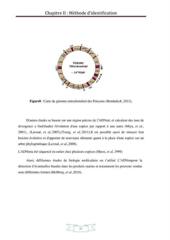 Recherche bibliographique sur les techniques de génétique moléculaire et leurs applications dans l\'identification des especes de poissons :
