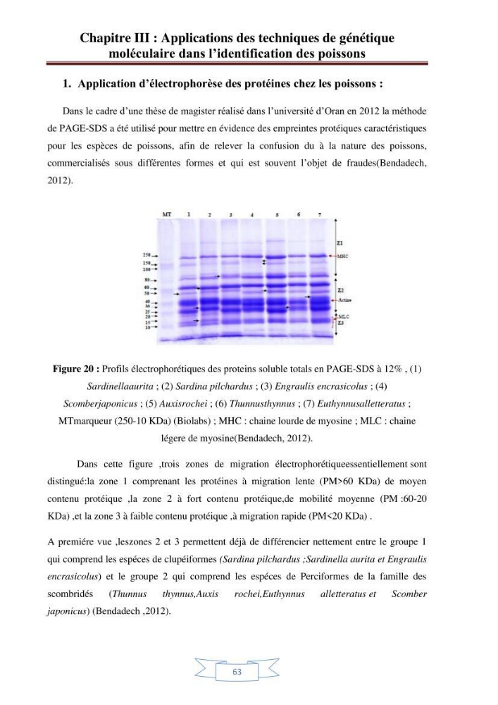 Recherche bibliographique sur les techniques de génétique moléculaire et leurs applications dans l\'identification des especes de poissons :