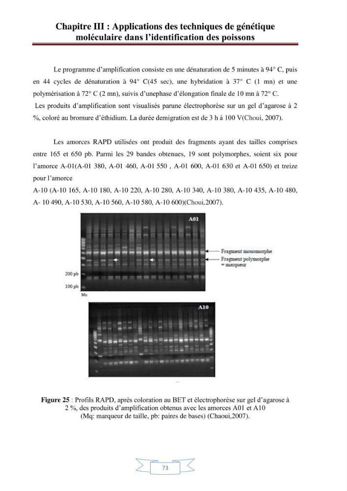 Recherche bibliographique sur les techniques de génétique moléculaire et leurs applications dans l\'identification des especes de poissons :