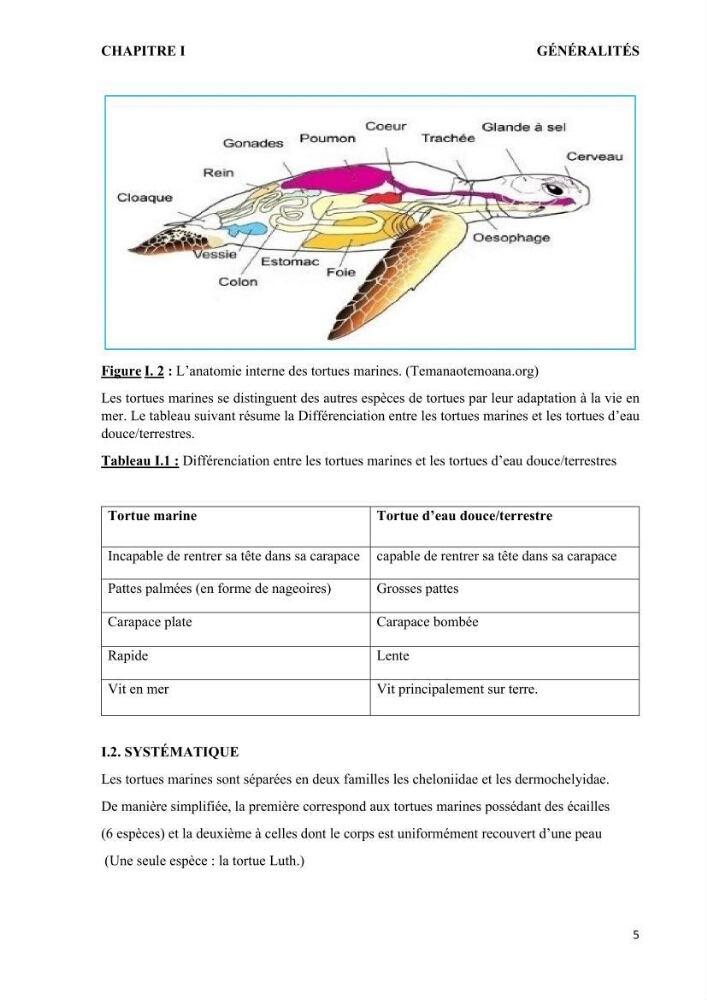 Mise en place d’une base de données pour l’étude des échouages de tortues marines méditerranéennes en Algérie.
