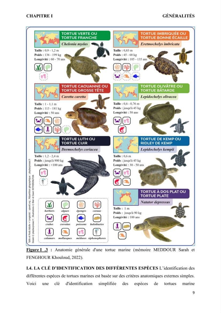 Mise en place d’une base de données pour l’étude des échouages de tortues marines méditerranéennes en Algérie.