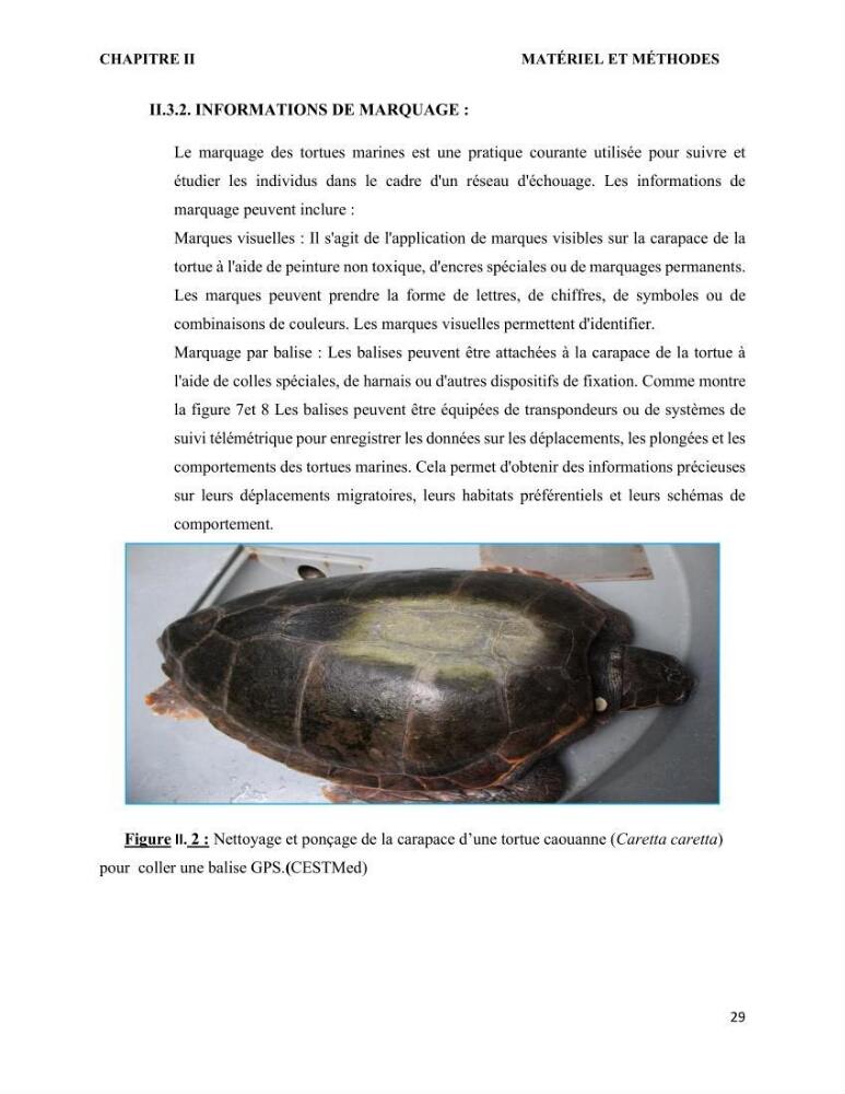 Mise en place d’une base de données pour l’étude des échouages de tortues marines méditerranéennes en Algérie.