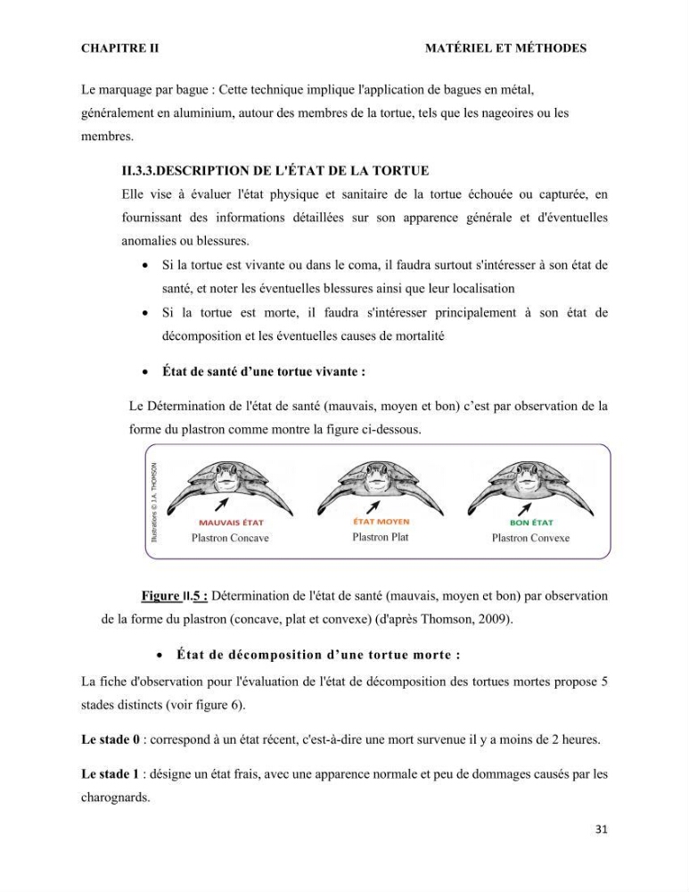 Mise en place d’une base de données pour l’étude des échouages de tortues marines méditerranéennes en Algérie.