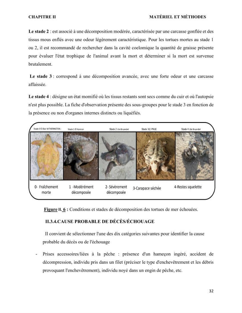 Mise en place d’une base de données pour l’étude des échouages de tortues marines méditerranéennes en Algérie.