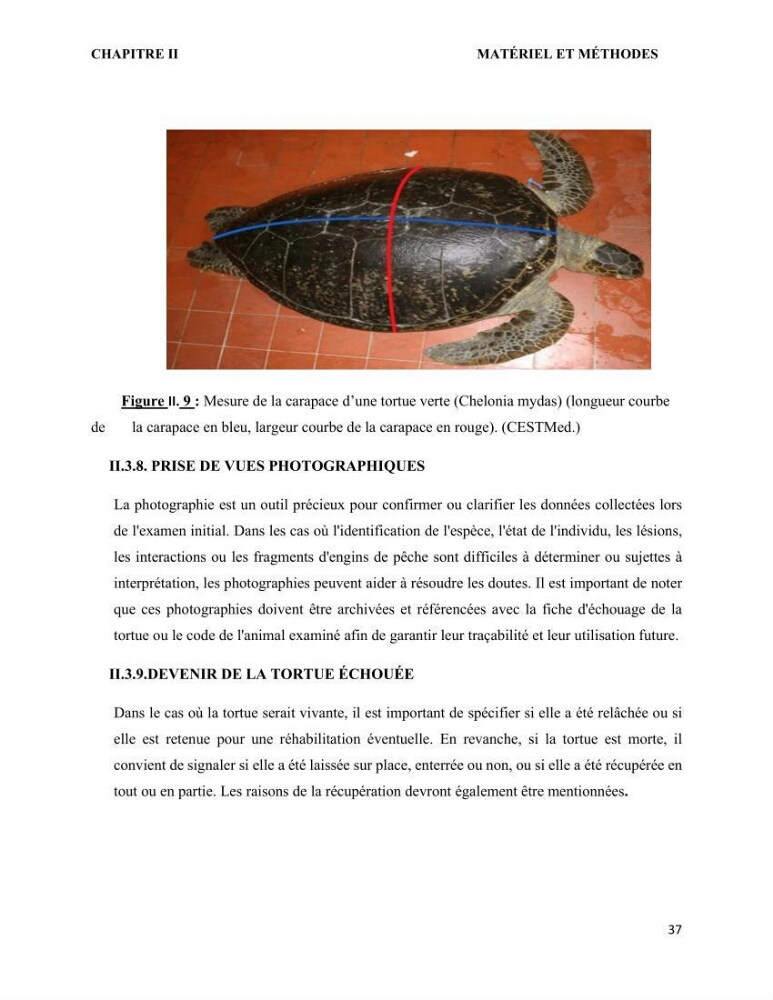 Mise en place d’une base de données pour l’étude des échouages de tortues marines méditerranéennes en Algérie.