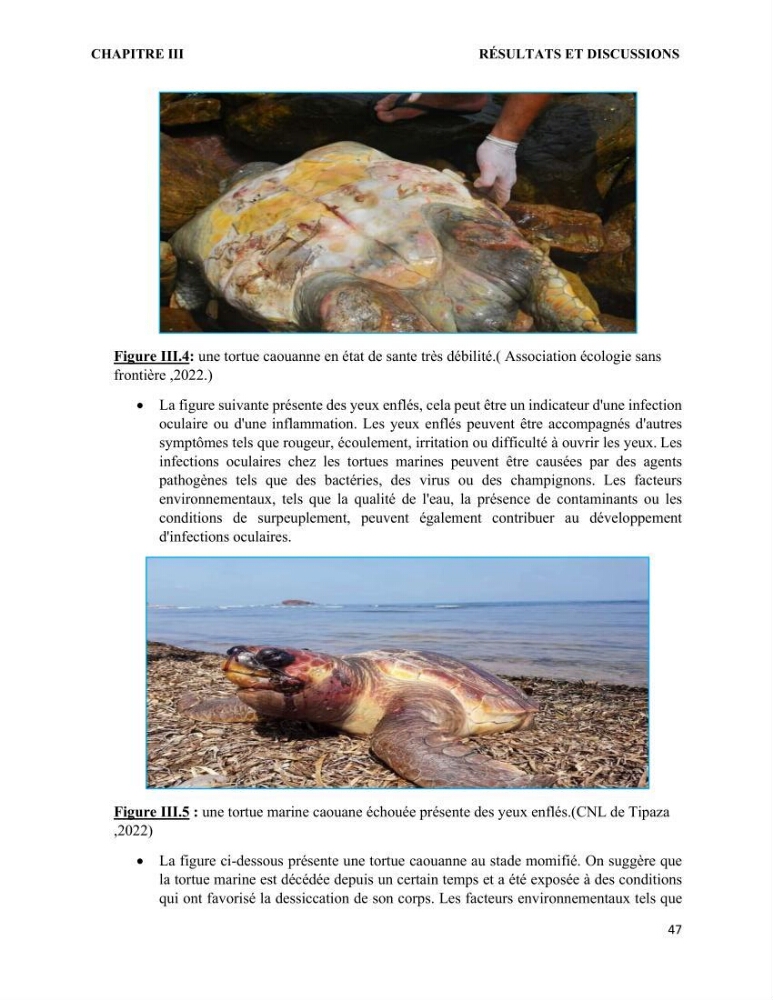Mise en place d’une base de données pour l’étude des échouages de tortues marines méditerranéennes en Algérie.
