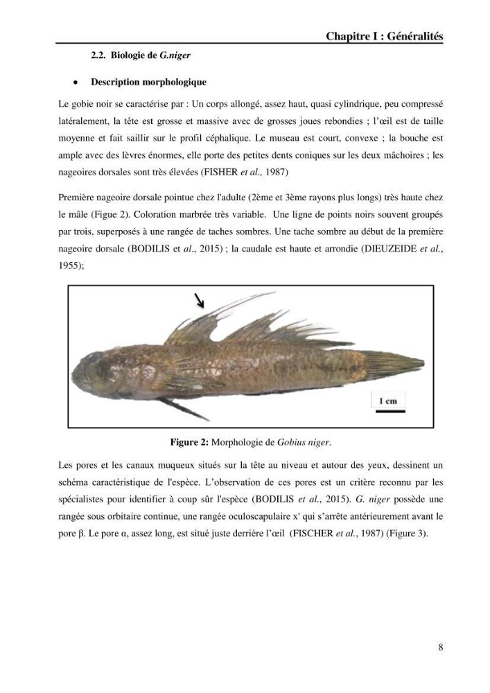 Contribution à l’étude de la croissance et de l’exploitation du gobie noir Gobius niger L., 1758 (Actinopterygii, Perciformes) du golfe de Béjaïa