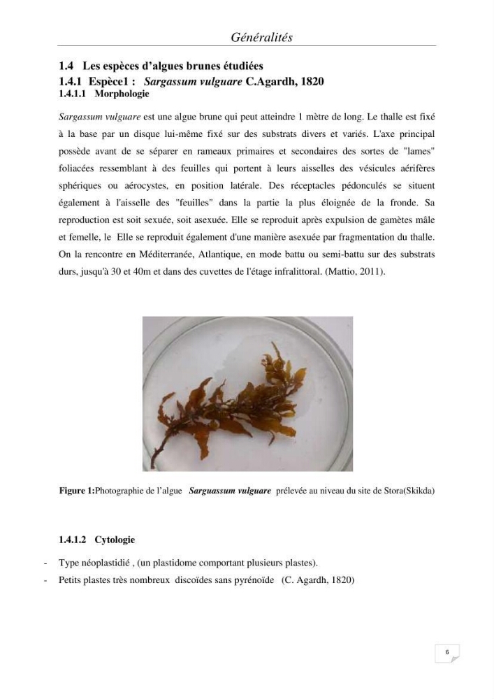 Extraction et identification des alginates à partir d’algues brunes aux possibilités alimentaires et pharmacologiques: