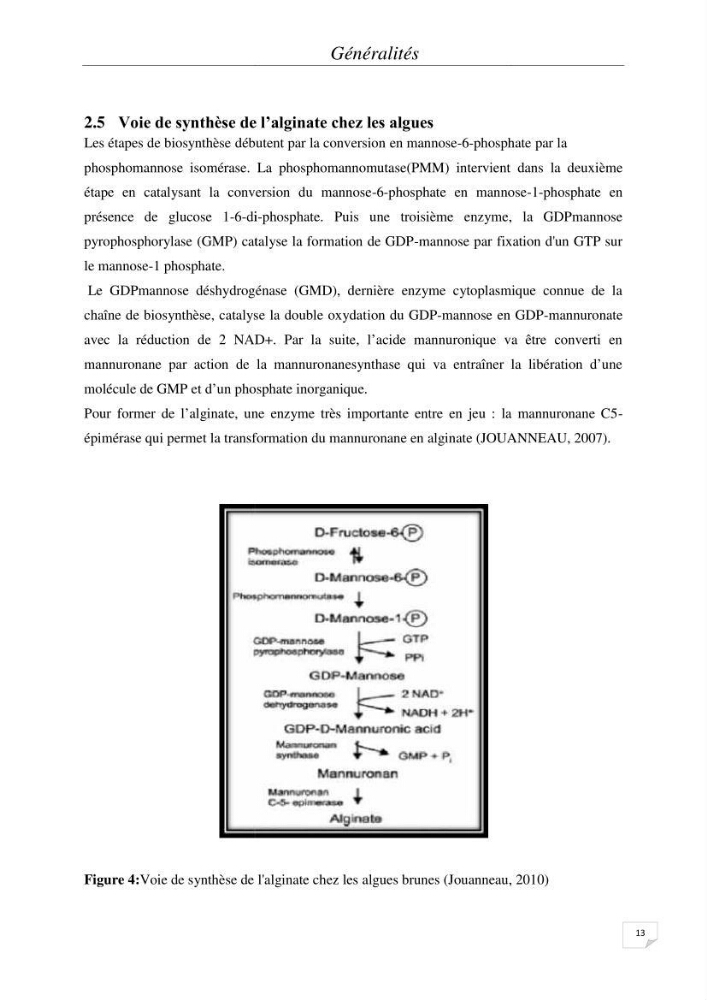 Extraction et identification des alginates à partir d’algues brunes aux possibilités alimentaires et pharmacologiques: