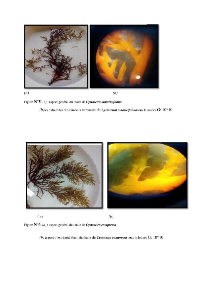 Extraction et identification des alginates à partir d’algues brunes aux possibilités alimentaires et pharmacologiques: