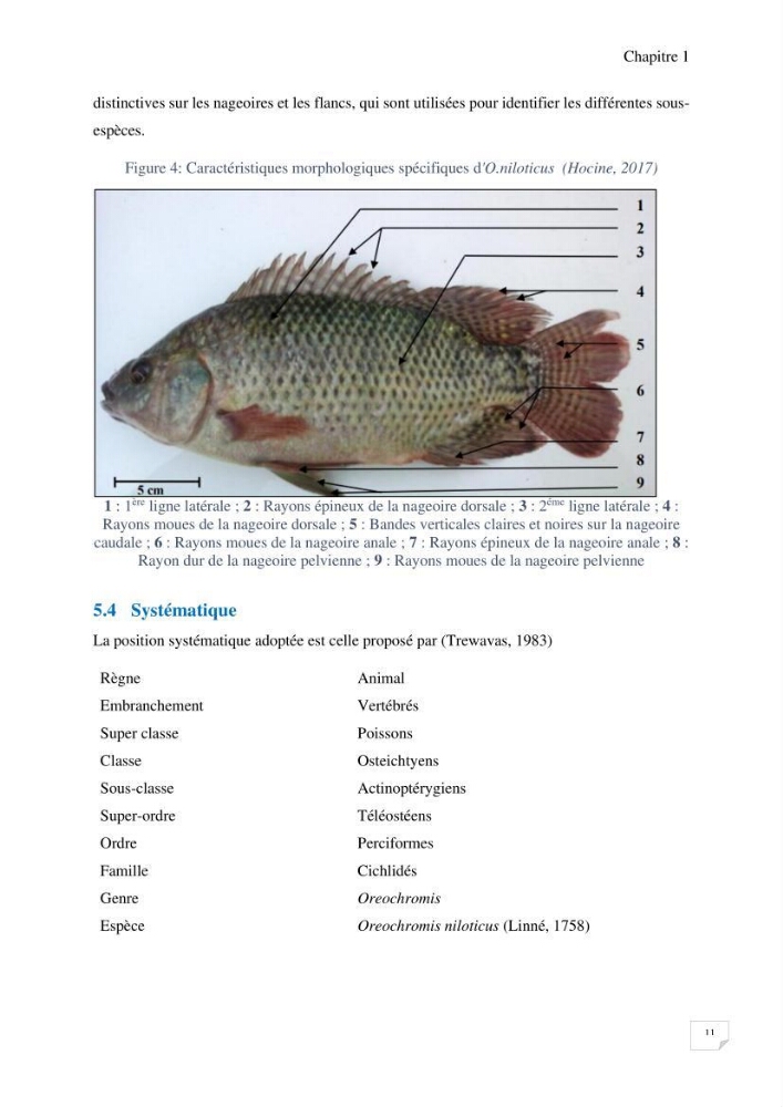 Elevage du Tilapia en système Biofloc effets de différentes sources de carbone sur les paramètres du milieu et les performances zootechniques