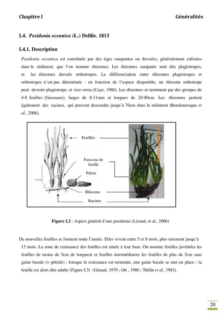 Contribution à l\'étude des paramètres vitaux de l\'herbier à posidonie ( Posidonia oceanica) en relation avec la pollution chimique