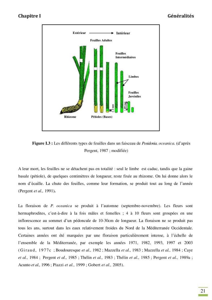Contribution à l\'étude des paramètres vitaux de l\'herbier à posidonie ( Posidonia oceanica) en relation avec la pollution chimique