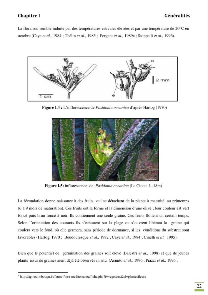 Contribution à l\'étude des paramètres vitaux de l\'herbier à posidonie ( Posidonia oceanica) en relation avec la pollution chimique