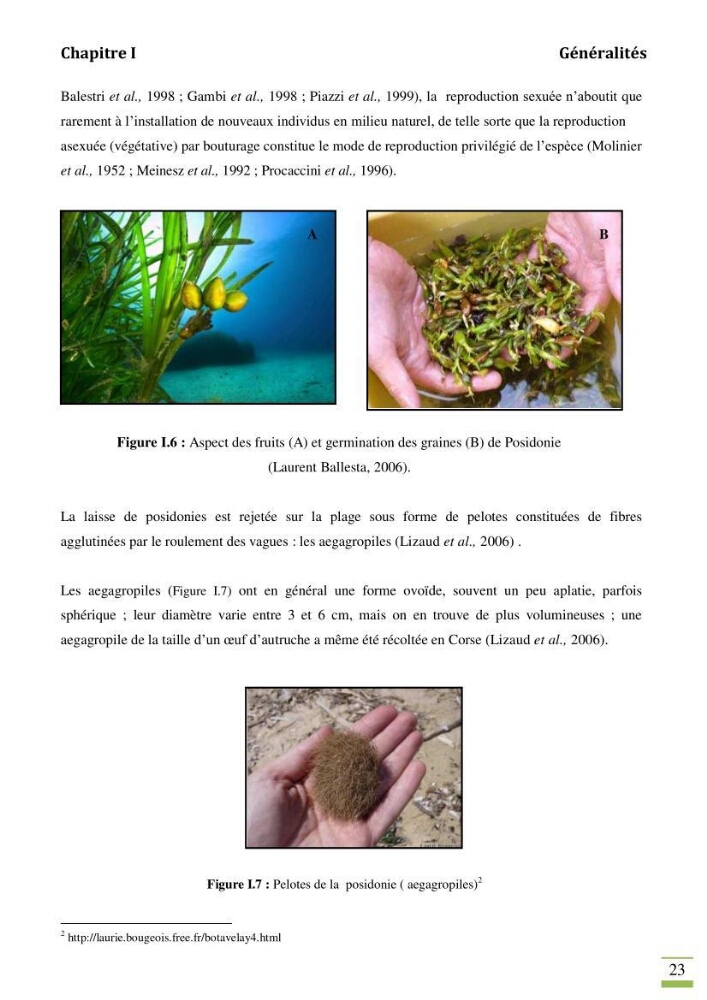 Contribution à l\'étude des paramètres vitaux de l\'herbier à posidonie ( Posidonia oceanica) en relation avec la pollution chimique