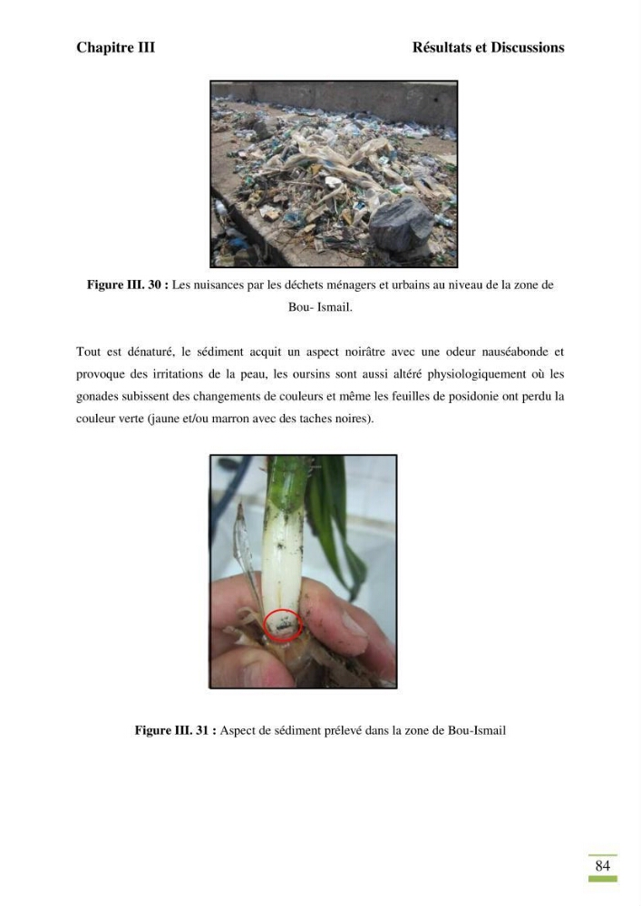 Contribution à l\'étude des paramètres vitaux de l\'herbier à posidonie ( Posidonia oceanica) en relation avec la pollution chimique