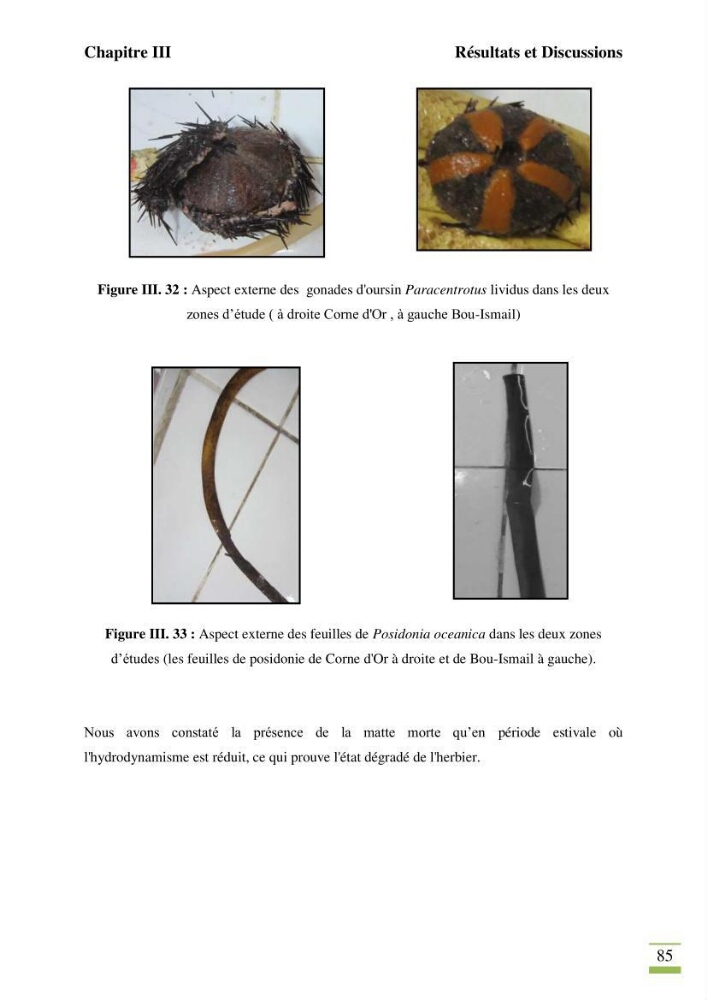 Contribution à l\'étude des paramètres vitaux de l\'herbier à posidonie ( Posidonia oceanica) en relation avec la pollution chimique