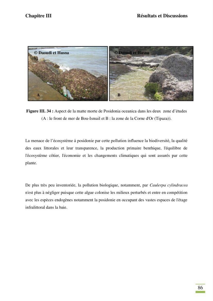 Contribution à l\'étude des paramètres vitaux de l\'herbier à posidonie ( Posidonia oceanica) en relation avec la pollution chimique