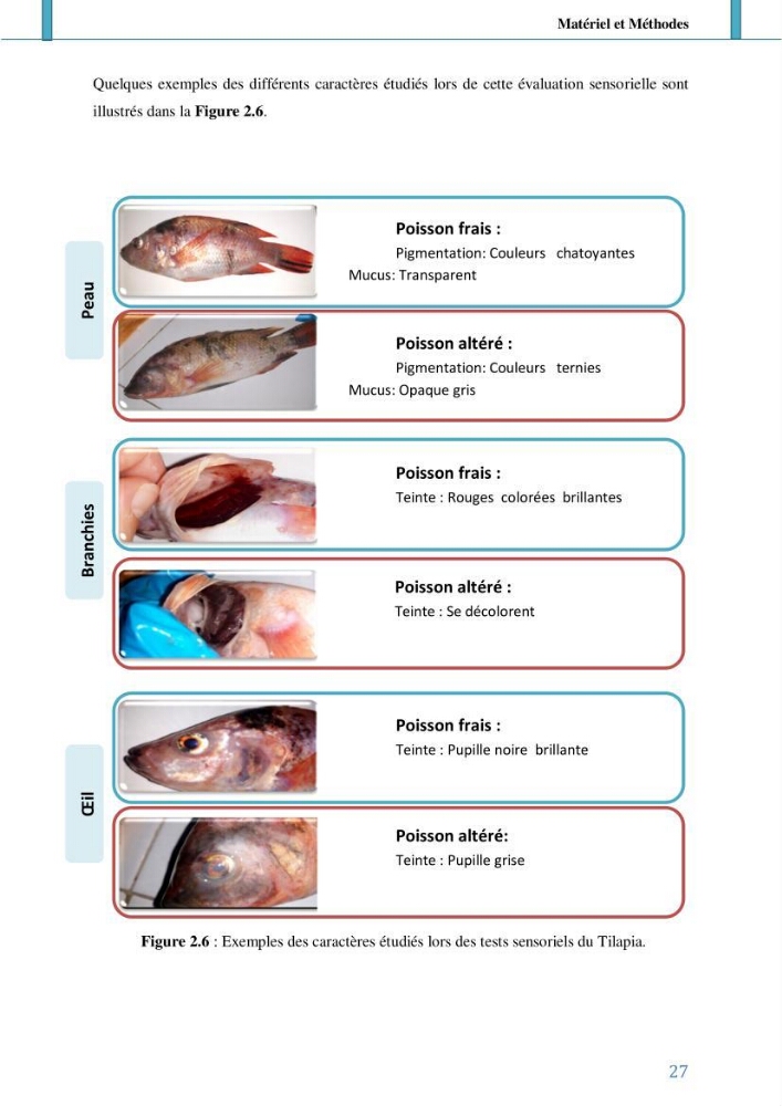 Suivi de l’évaluation de la qualité de fraicheur des poissons d’eau douce et leur valorisation par des procédés traditionnels