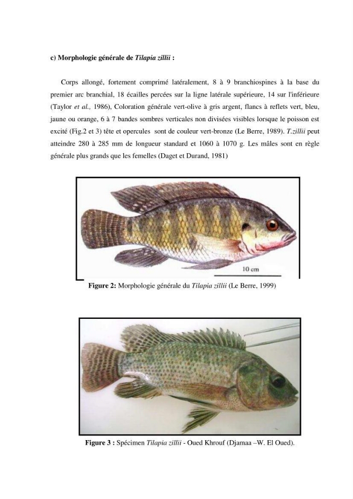 Investigation préliminaire sur la parasitofaune de trois cichlides d\'Algérie