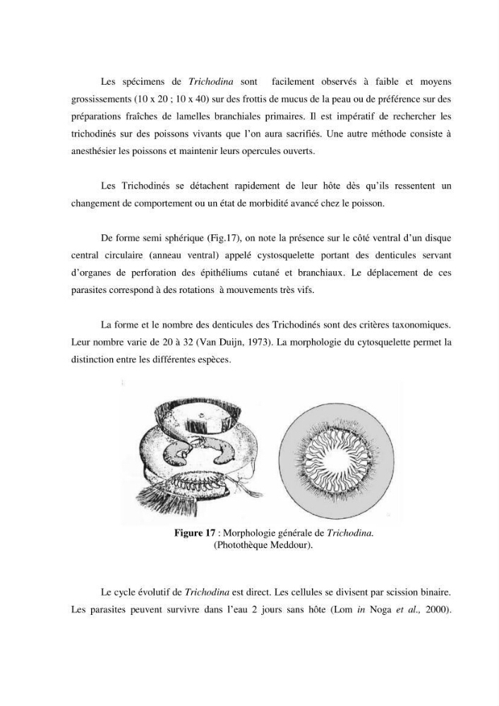 Investigation préliminaire sur la parasitofaune de trois cichlides d\'Algérie